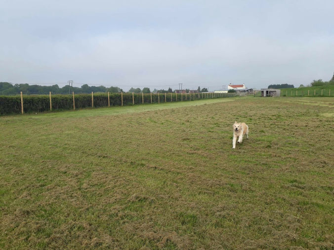 Muttlins Boarding Kennels